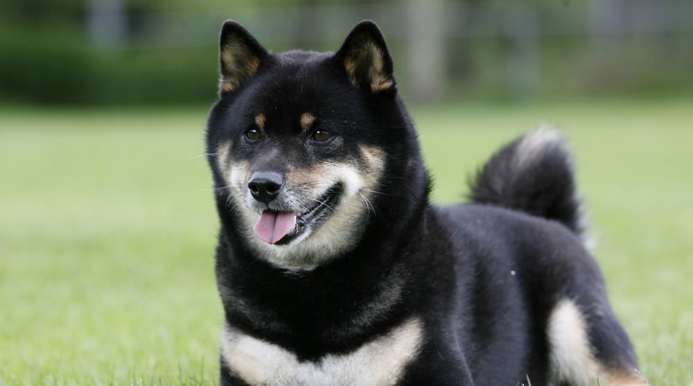 We-sedso Masamune Keiji