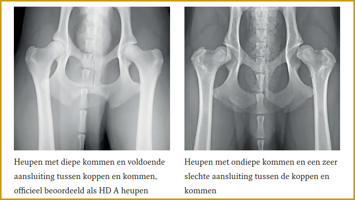 Heupdysplasie bij de Shiba