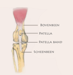 Patella luxatie Shiba