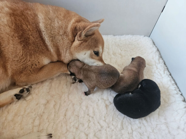 Pups geboren